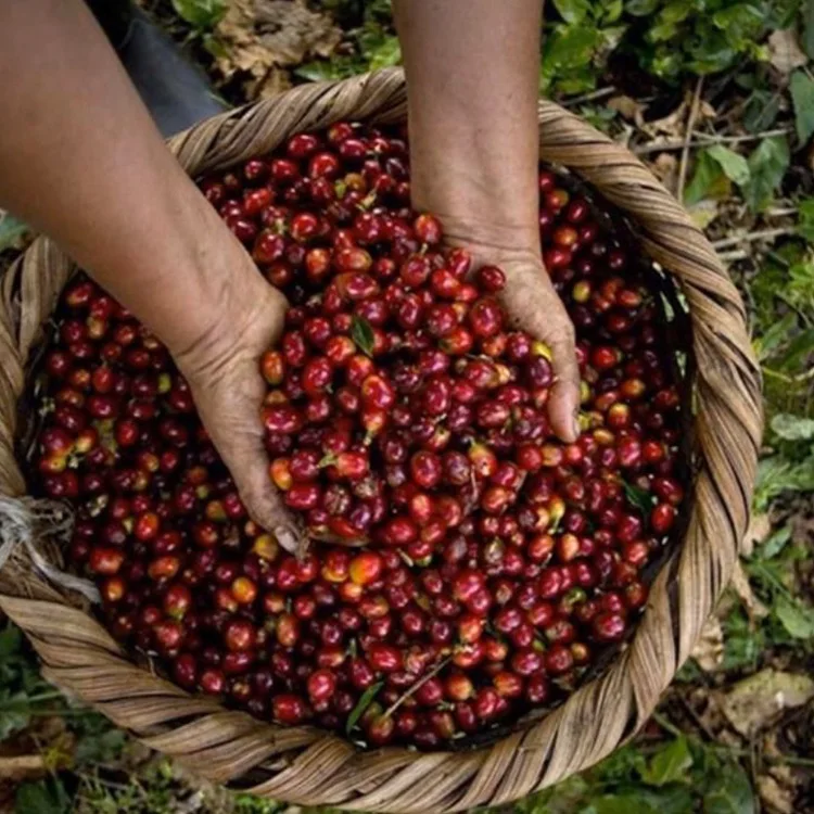 
Vietnamese ISO 2000 & HACCP Premium Grade 60kg Green Raw Coffee Beans With Best Price 