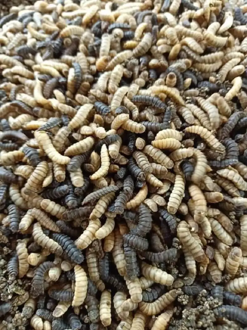  Поставка личинок черного солдата лучшего качества по конкурентоспособной цене + 84-896-626-401