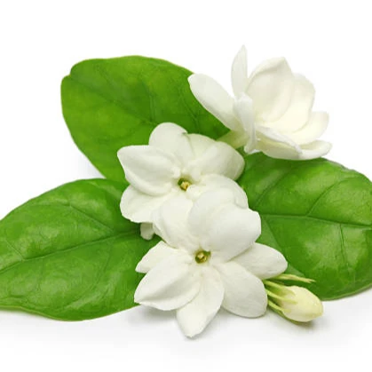 Jasmine tea is famous for its delicious taste and health benefits Jasmine tea is produced in large quantities to ensure safety