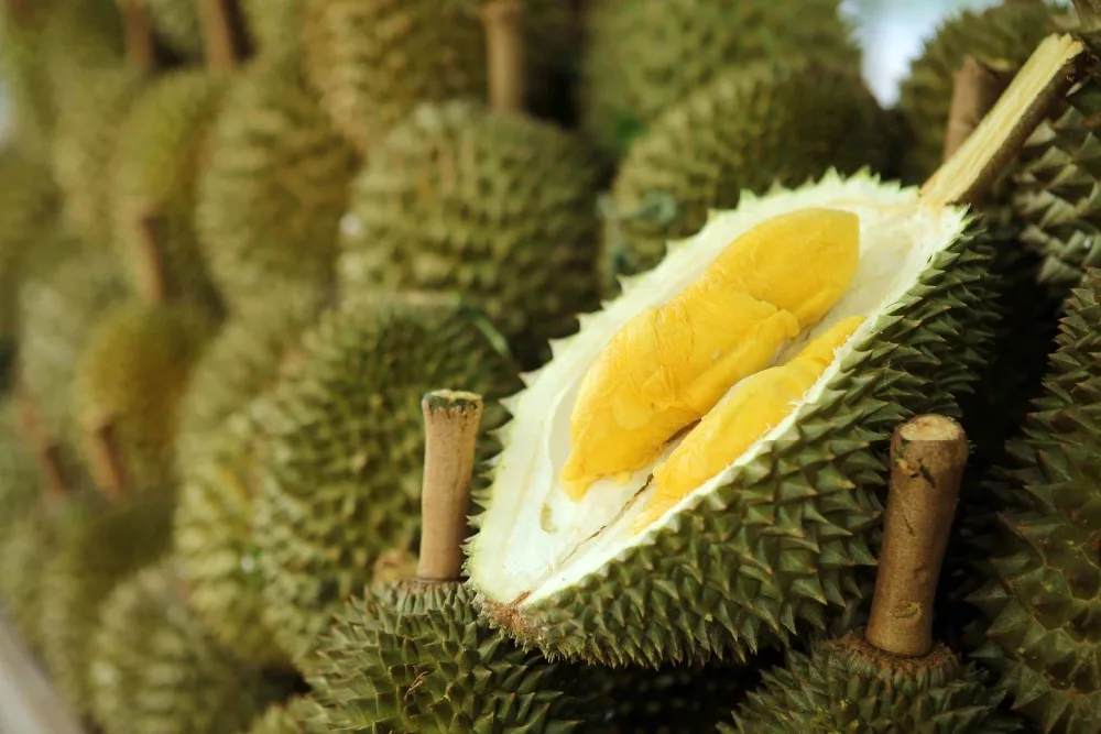 Новый Урожай MONTHONG DURIAN оптовая цена высшее качество из Вьетнама/мисс Триш + 84 984 696 874