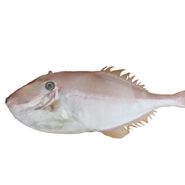 Frozen Leather Jacket Fish With High Quality and Competitive Price from Asia-Wholesale & Retail Whole or Processed on request