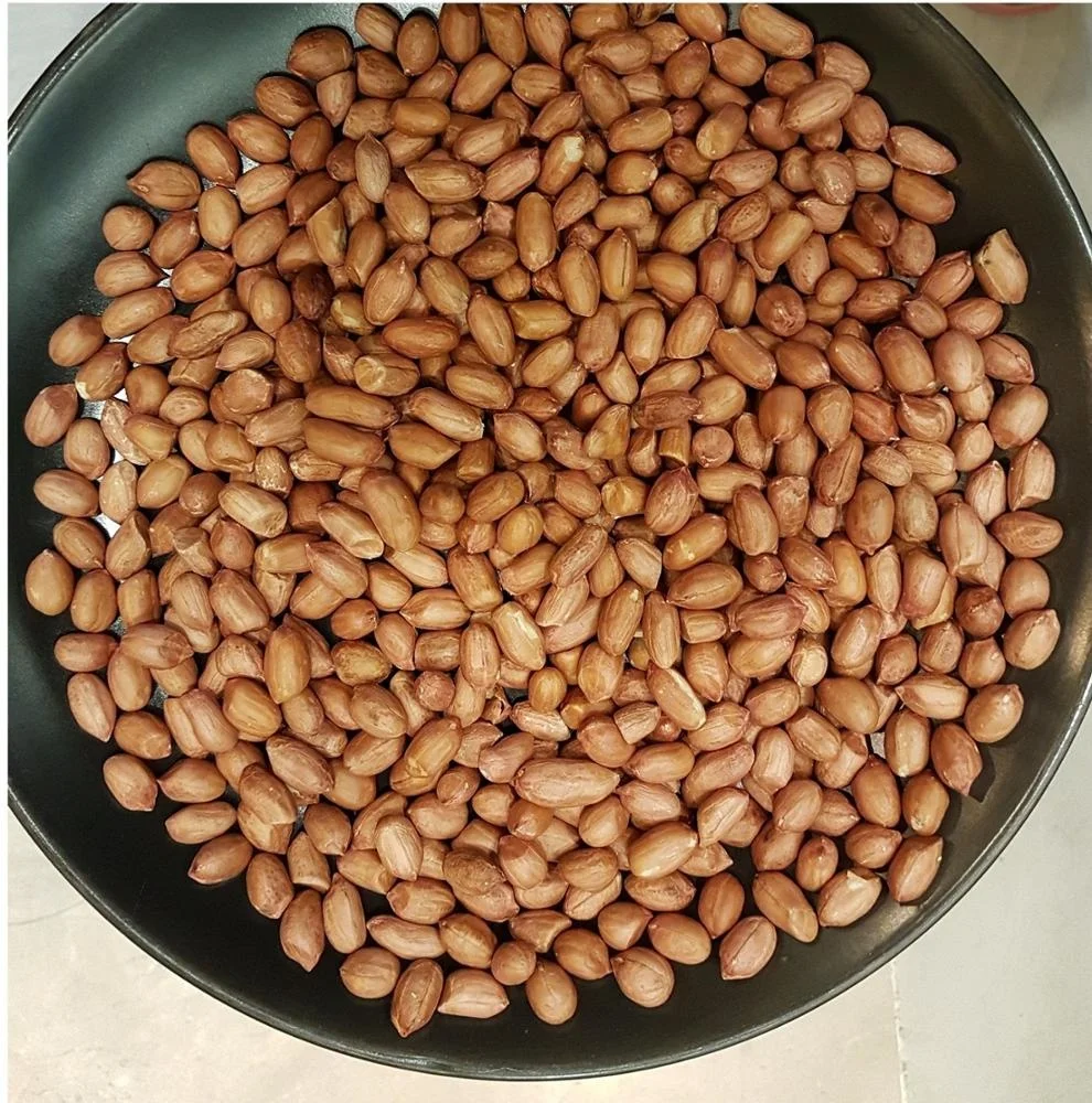 PREMIUM QUALITY BOLD PEANUTS FOR SALE GROUNDNUT 40/50 BOLD BEST PRICE COMMON CULTIVATION ORGANIC PEANUT