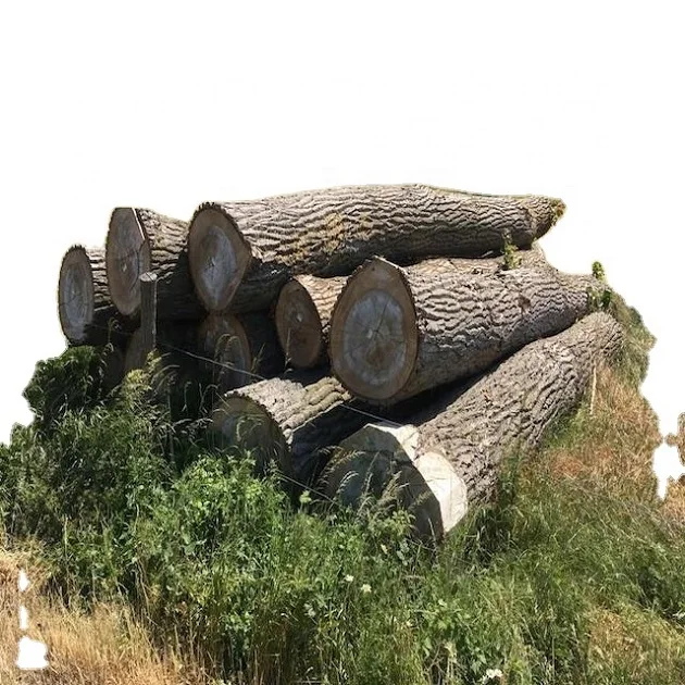 Бревна из тикового дерева