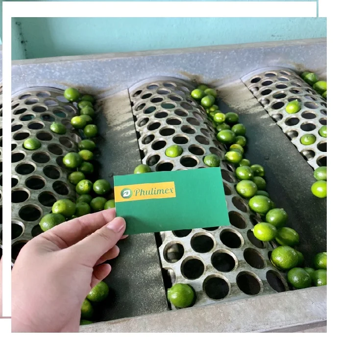 Fresh Seedless Lime from Vietnam - High Quality Product/ Best Price in the Market