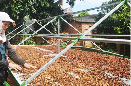 Зеленые кофейные зерна Robusta с высококачественным кофе из Вьетнама для экспортного рынка