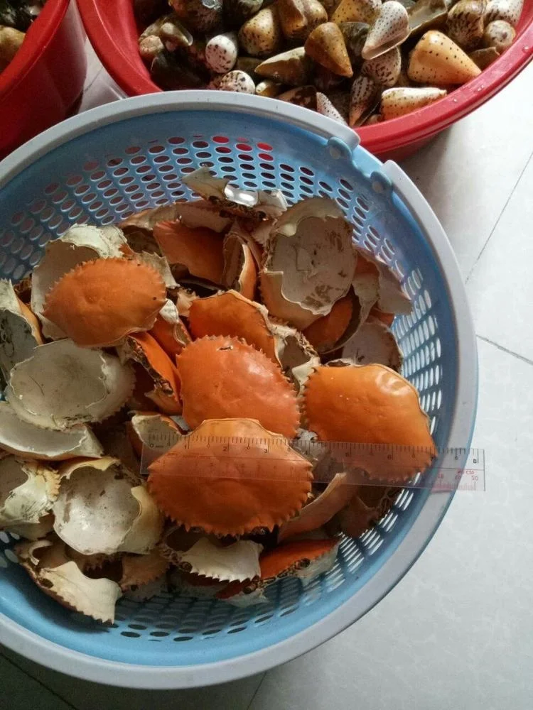 
beautiful crab shell/clean and polished crab shell/ seashell ( 0084587176063 whatsap Sandy) 