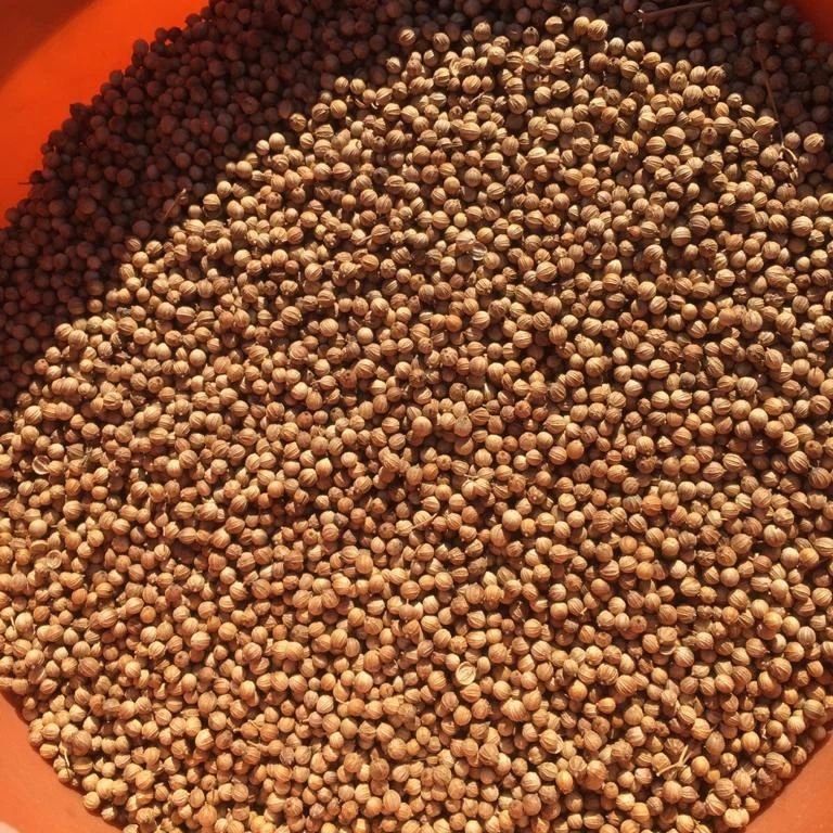 Great Oportunity! Coriander Cilanter From Argentina