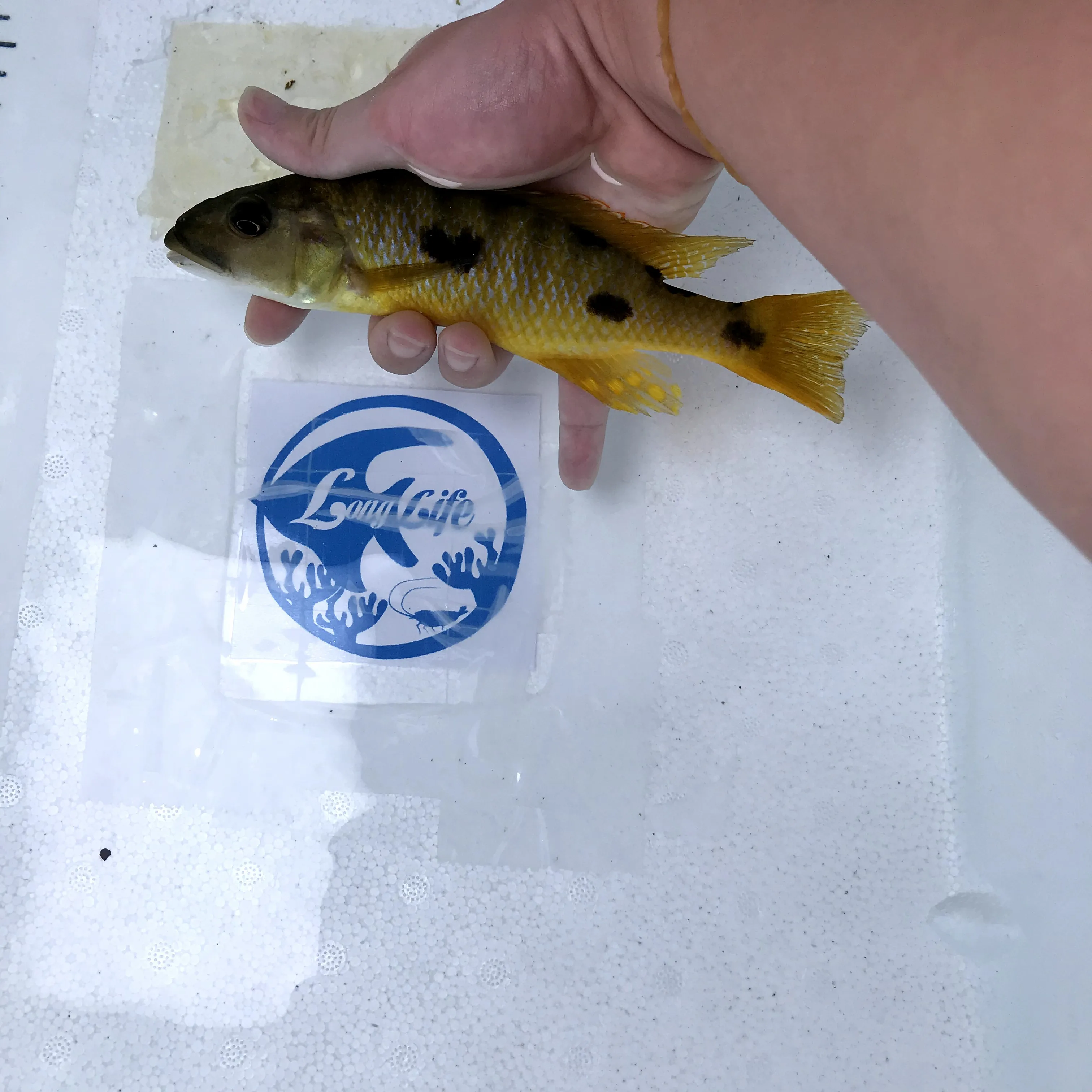 
Farm bred Exochochromis anagenys African Malawi Cichlids For sale 