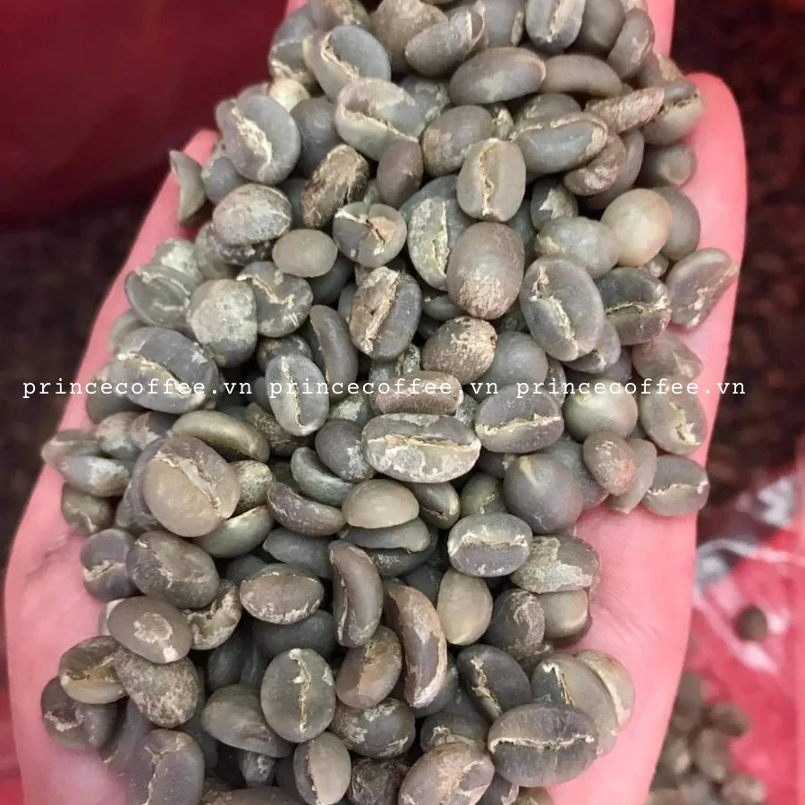  Вьетнам лидер продаж кофе в зернах Arabica Vietnam 18 scr зеленые кофейные зерна необработанные