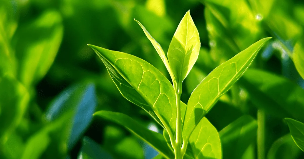  Экстракт зеленого чая для улучшения работы мозга и облегчения рака потери жира