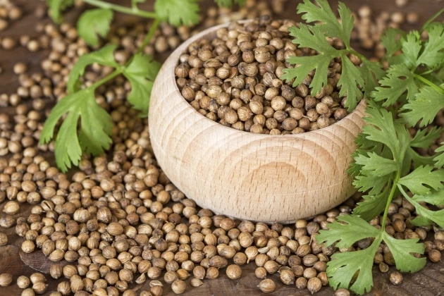 High Quality Coriander Seeds Spice Natural Plants