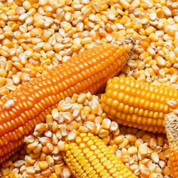  Белая кукуруза и желтая для продажи животных человеческого