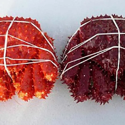  Alive Red King Crab for Sale