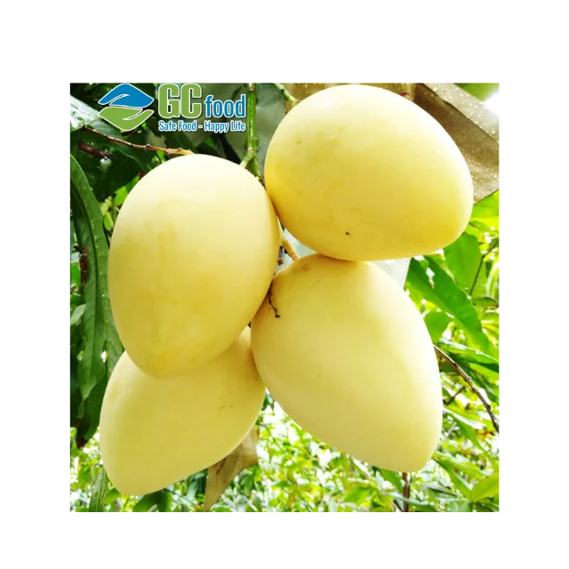 Лидер продаж кубики из фруктов манго замороженного чистые игральных костей оптовая продажа Вьетнама-LC TT по предъявлении