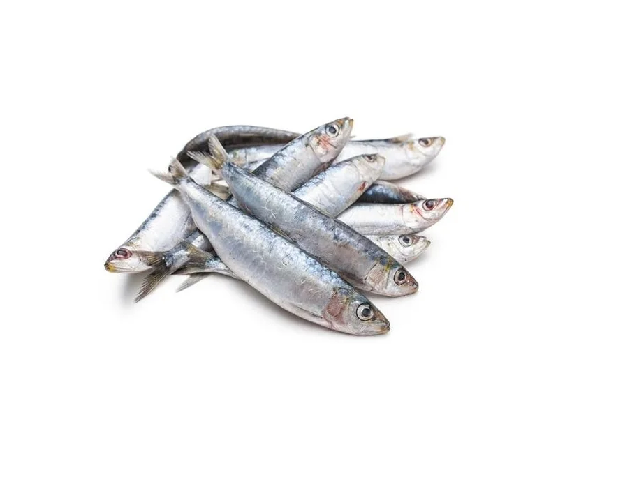 High Quality Hot selling Frozen sardine fishes