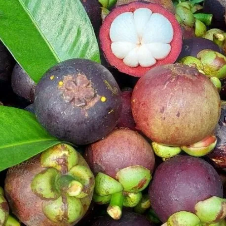 Vietnam  Mangosteen fresh fruit - Premium, high quality, clean farming, Global GAP, prestige, attractive price