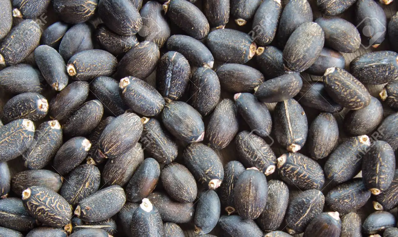 
HIGH QUALITY Dried Jatropha Seeds for Sale 