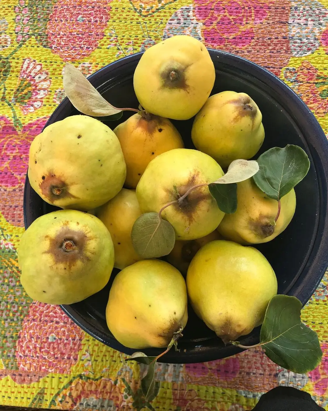 Mandarin Orange Type fresh quince fruits..