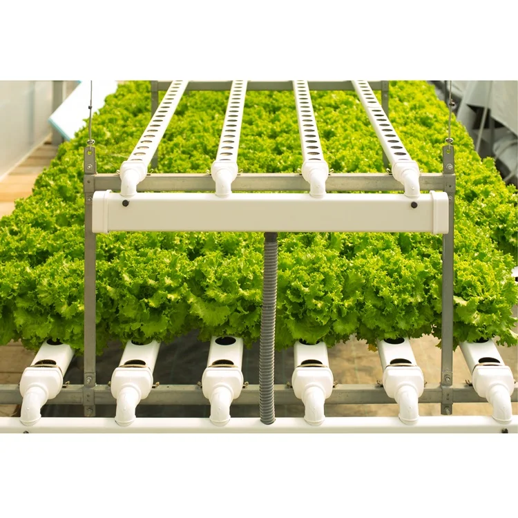 
Efficient Polycarbonate Greenhouse with Hydroponic NFT Growing System for Lettuce and Multicrops 