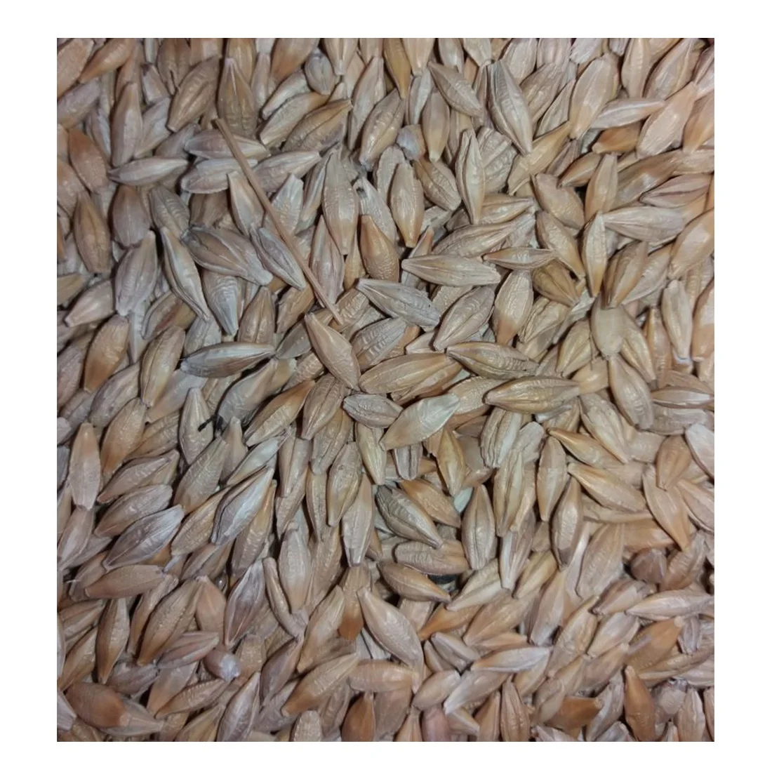 Barley grains healthy food animal feed for animals wholesale natural bulk non-GMO organic cereal grains original manufacturer