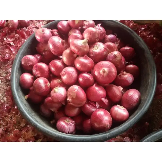 Высококачественный чистый свежий | Нашик красный лук Экспортер Индия Глобальный торговый дом