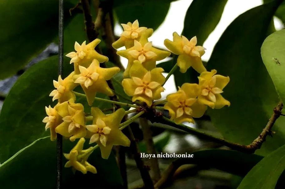  Hoya завод из Таиланда