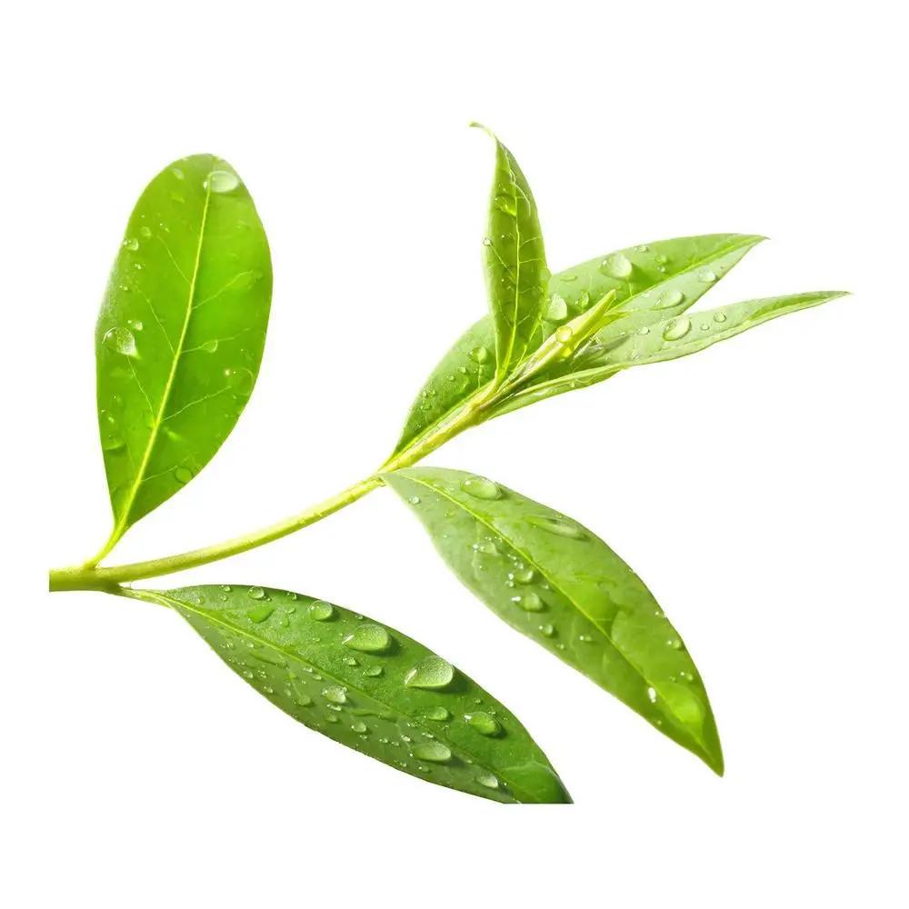 Tea tree Hydrosol For Bulk Purchase