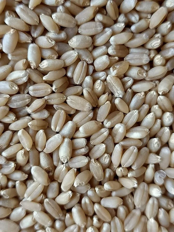 Wheat Grain 9.jpg
