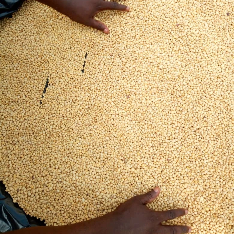 
wholesale Non GMO soybean seed 