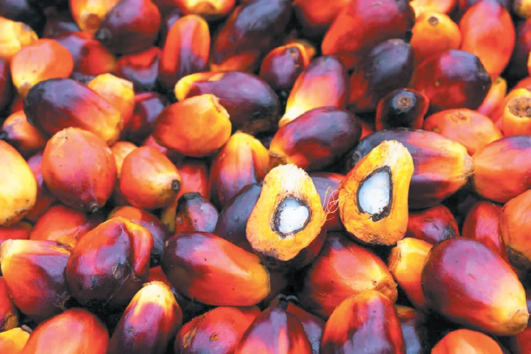 
Palm Nuts - Palm Kernels Nuts, Palm Kernel Shells wholesale 