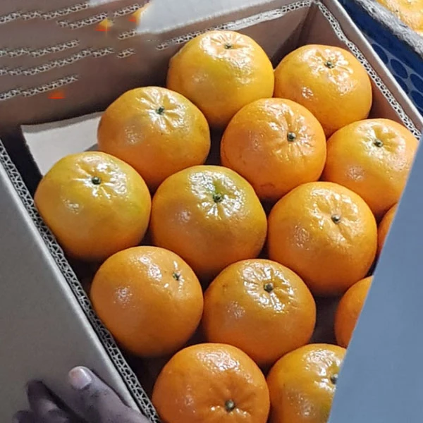Pakistani Mandarin orange for Russian/oranges brands fruit