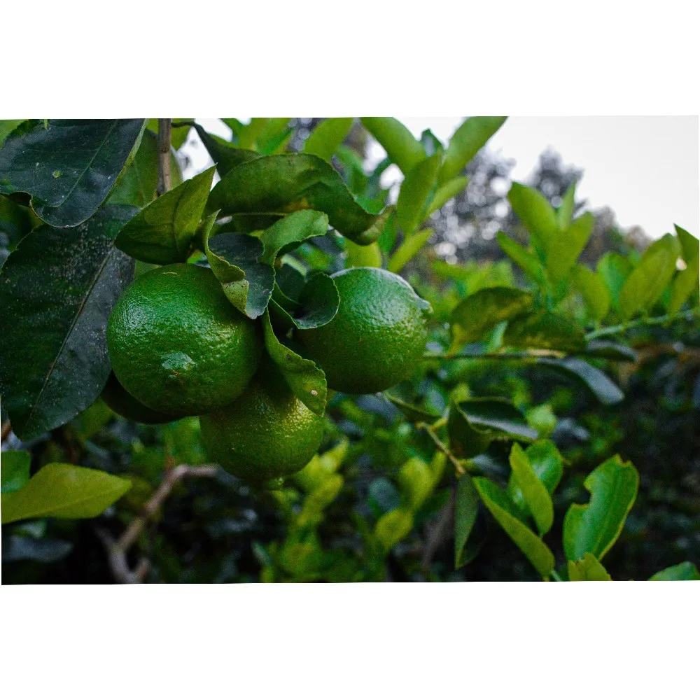 10kg Fresh 100% Maturity Green skin Good Quality 5 cm Size 12 Months Shell Life Natural Taste Lime Seedless