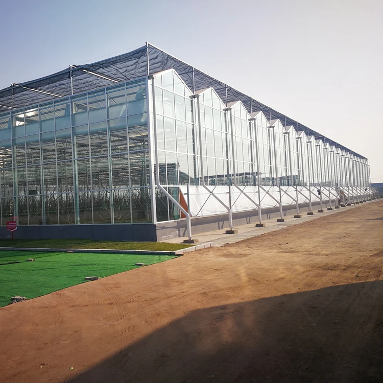 Large Automatic Intelligent Agricultural Glass Greenhouse with Soilless Culture Hydroponic Drip Irrigation System