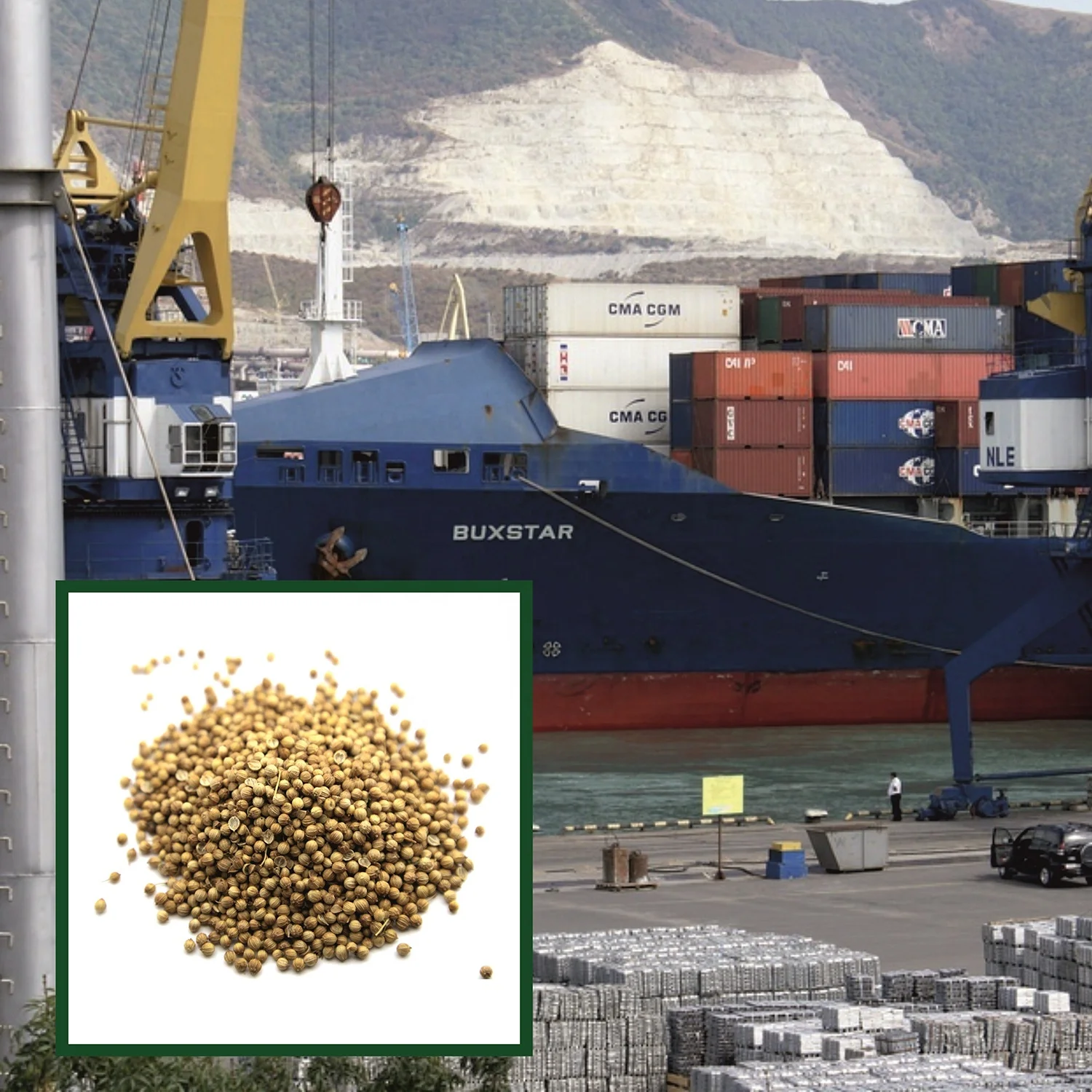 Natural whole coriander seeds in bulk, wholesale price