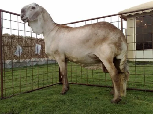 Sawakni sheep,cow,camel,sheep,goat,ox,bull