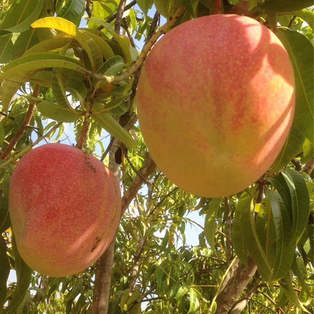 
High Quality Fruit Australia Mango Sweet Style NATURAL Origin Type Variety Size Organic cultural 