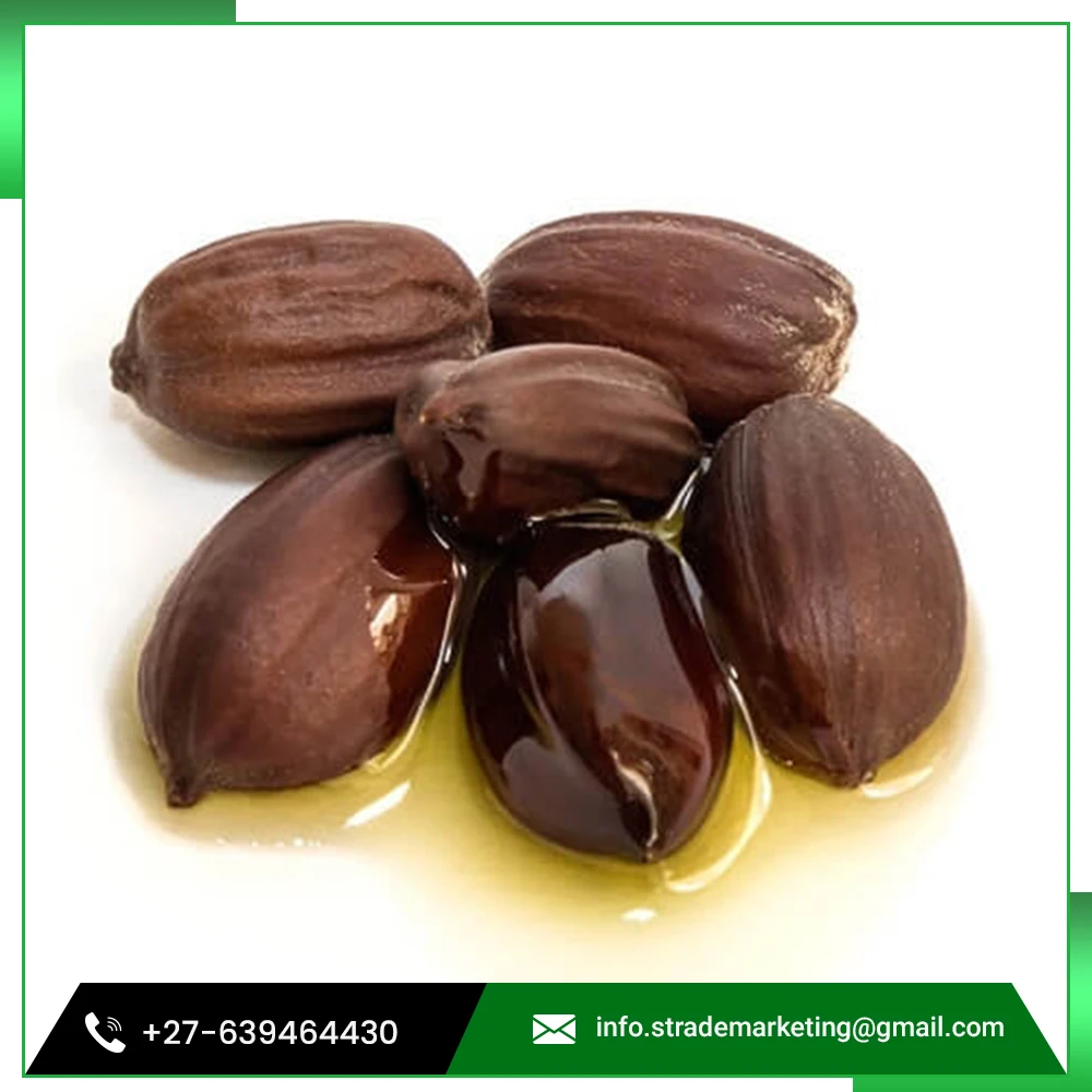 
Bulk Wholesale Pure Cold Pressed Jojoba Seeds 