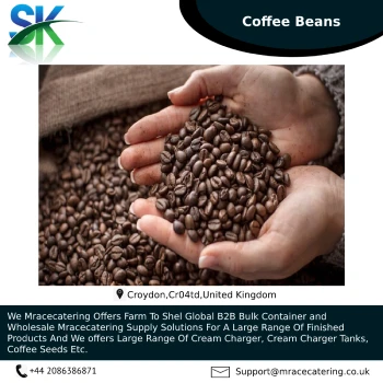Origin high 100% Best quality palm Coffee Seeds