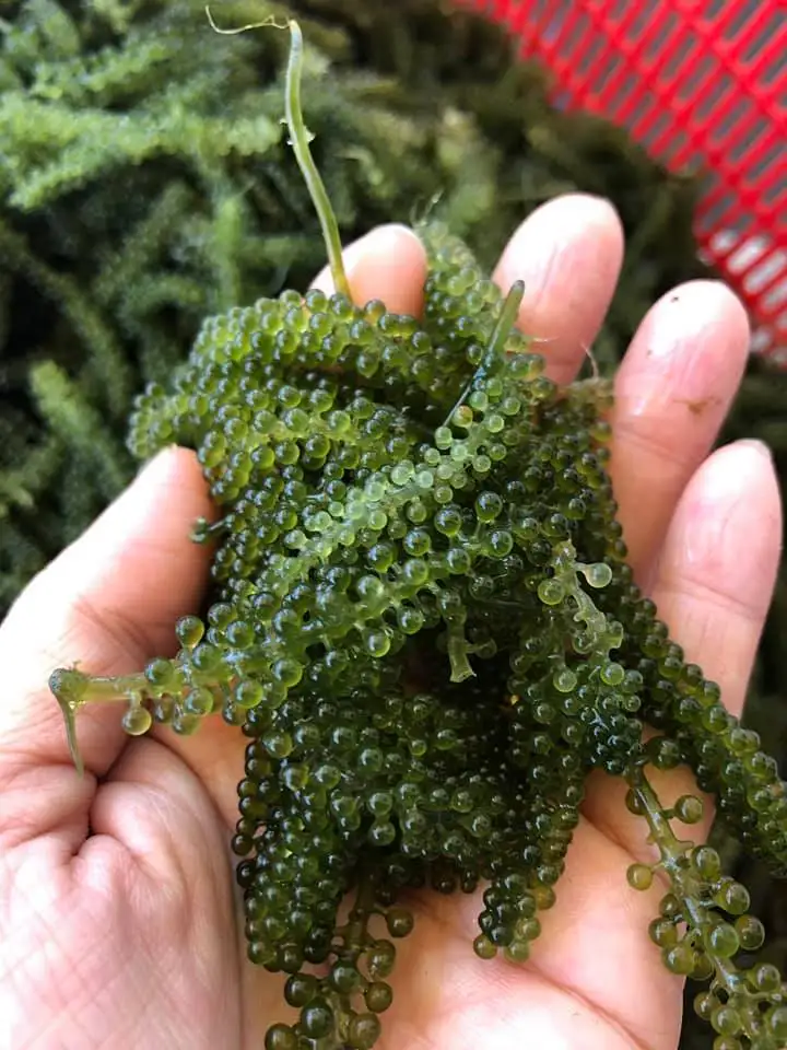 Натуральный морской виноград/органические вьетнамские деликатные водоросли/маринированные в соленой воде-Ms.Donna 84-896674503