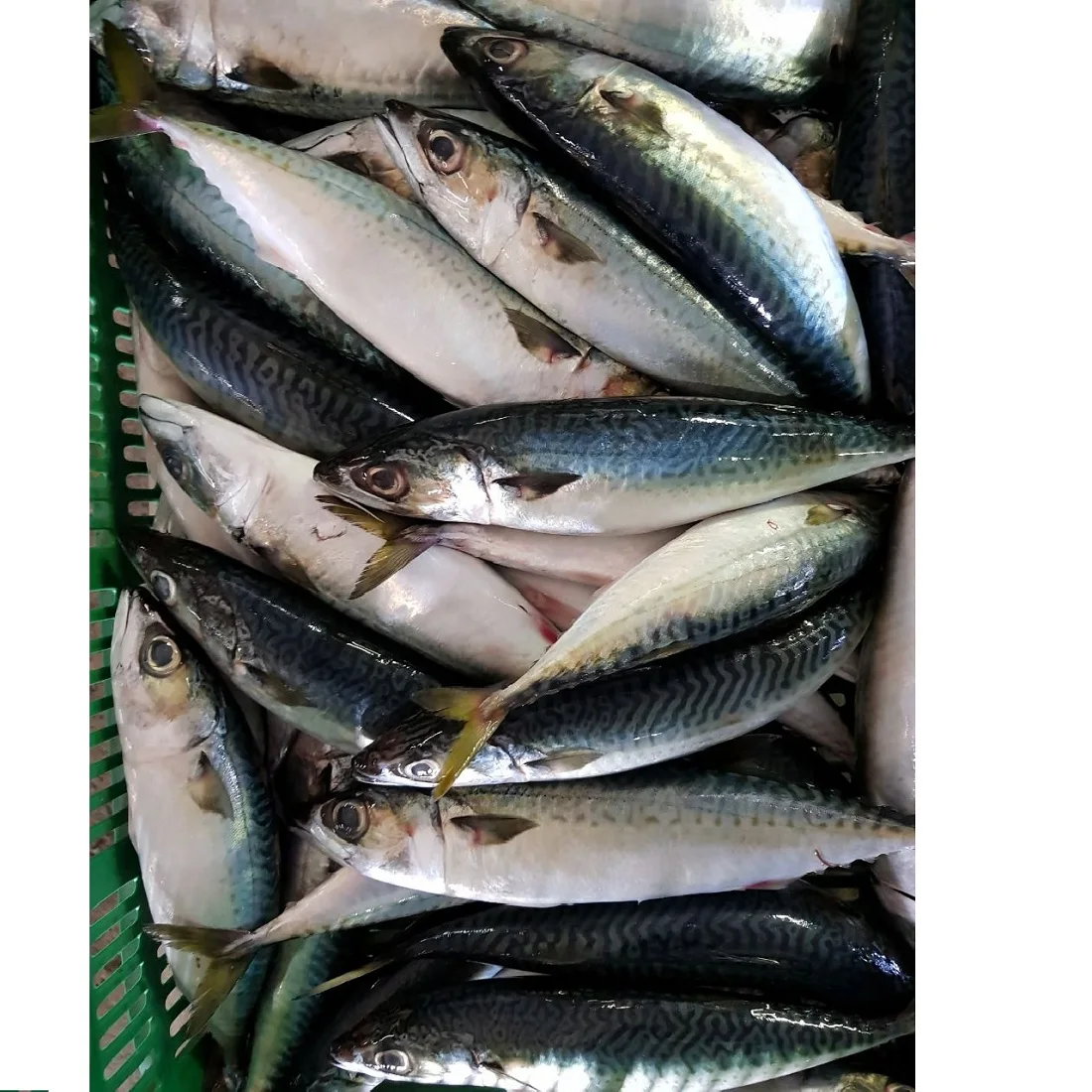 Сардины рыба сардины 425 г консервированные консервированная скумбрия поставщик консервированных тунцов