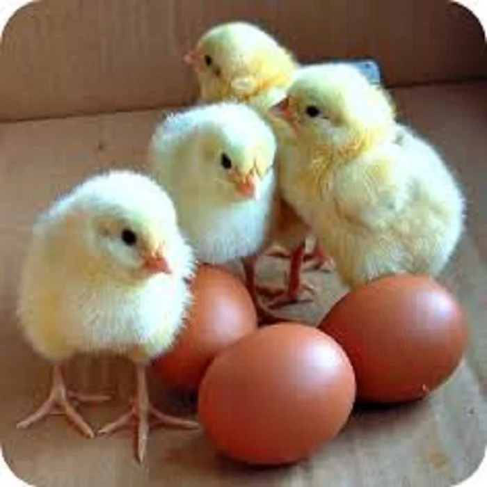wholesale fresh Chinese white brown farm chicken eggs cheap price