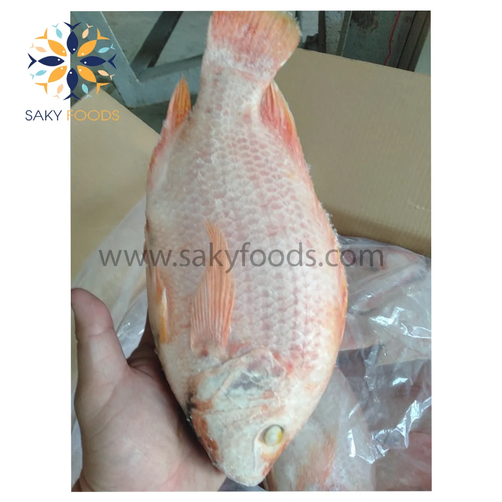 Hot Sale Top Quality Frozen Red Tilapia Red Tilapia Fish Viet Nam Supplier Block Bulk Style Packaging
