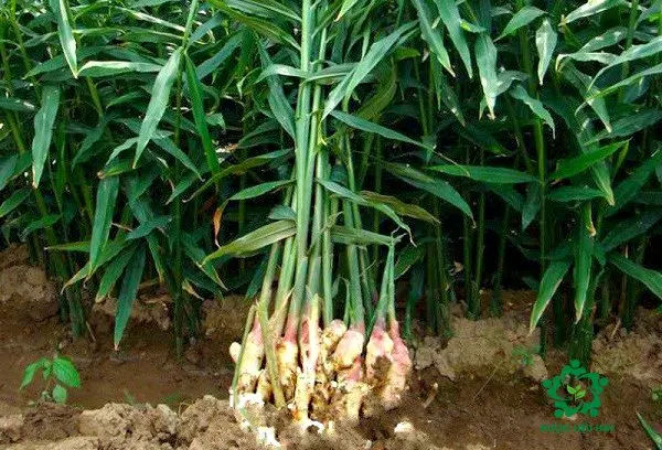 100% Organic Ginger Cooking and Medicine Ginger