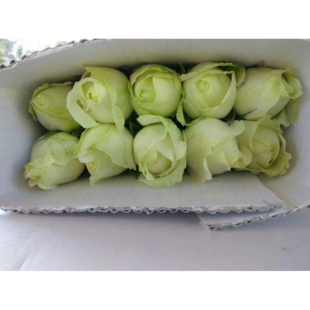 Оптовая продажа лавинных роз, экспорт из Индии