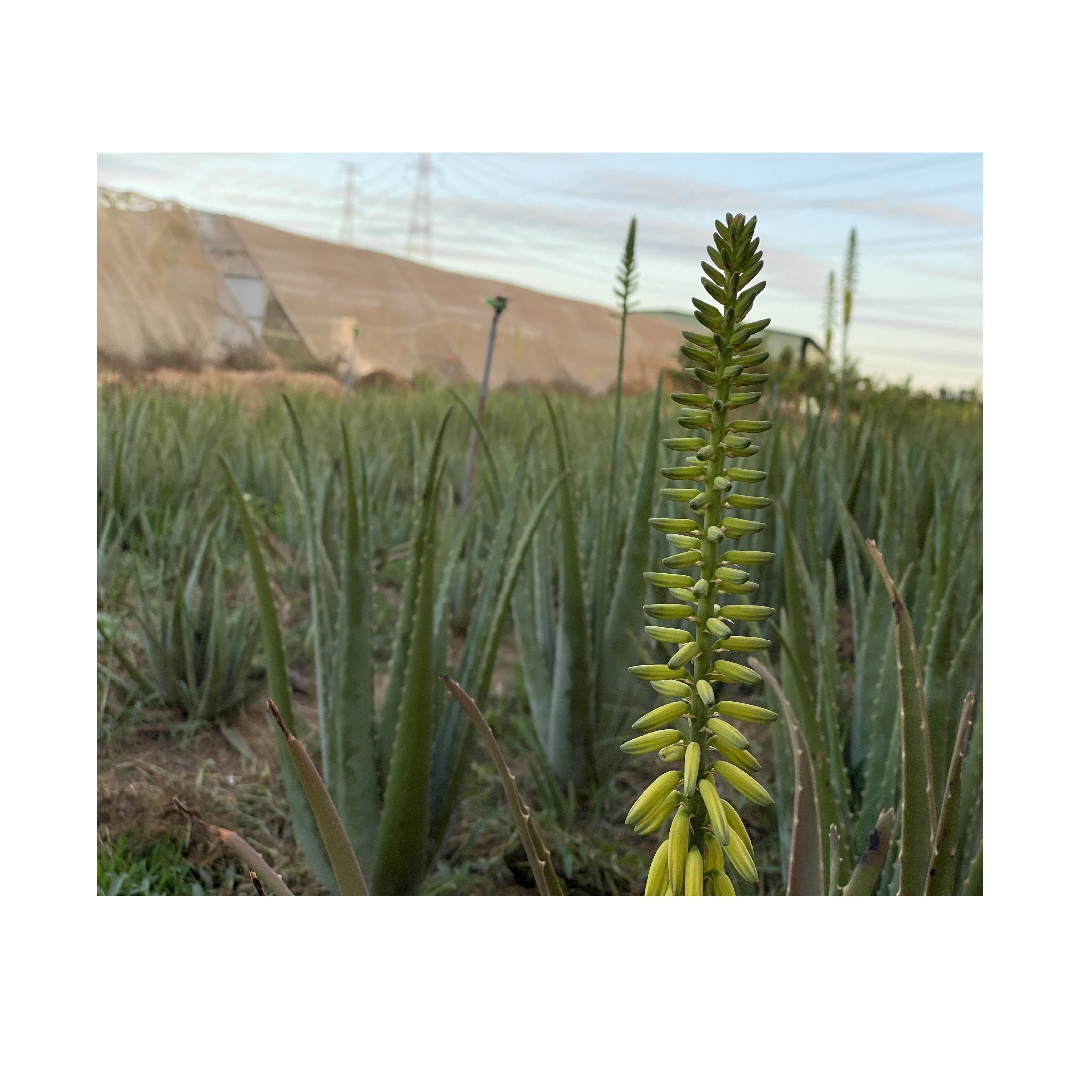 Organic and Fresh Vegetables TamEco Green Aloe Vera with Cosmetic Food And Pharmaceutical Ingredient