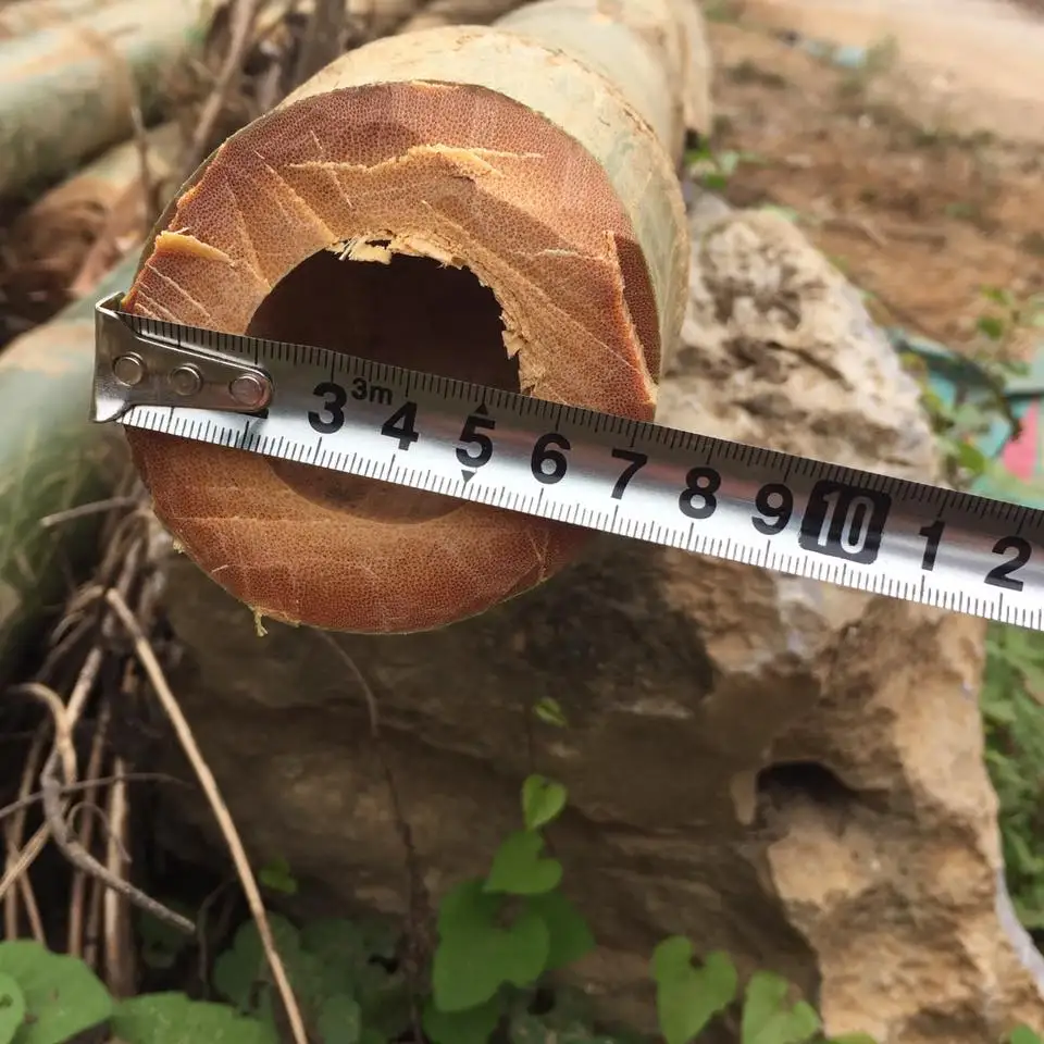 High Quality Natural Color Tam Vong Dry Solid Bamboo Poles from Vietnam Decoration Construction