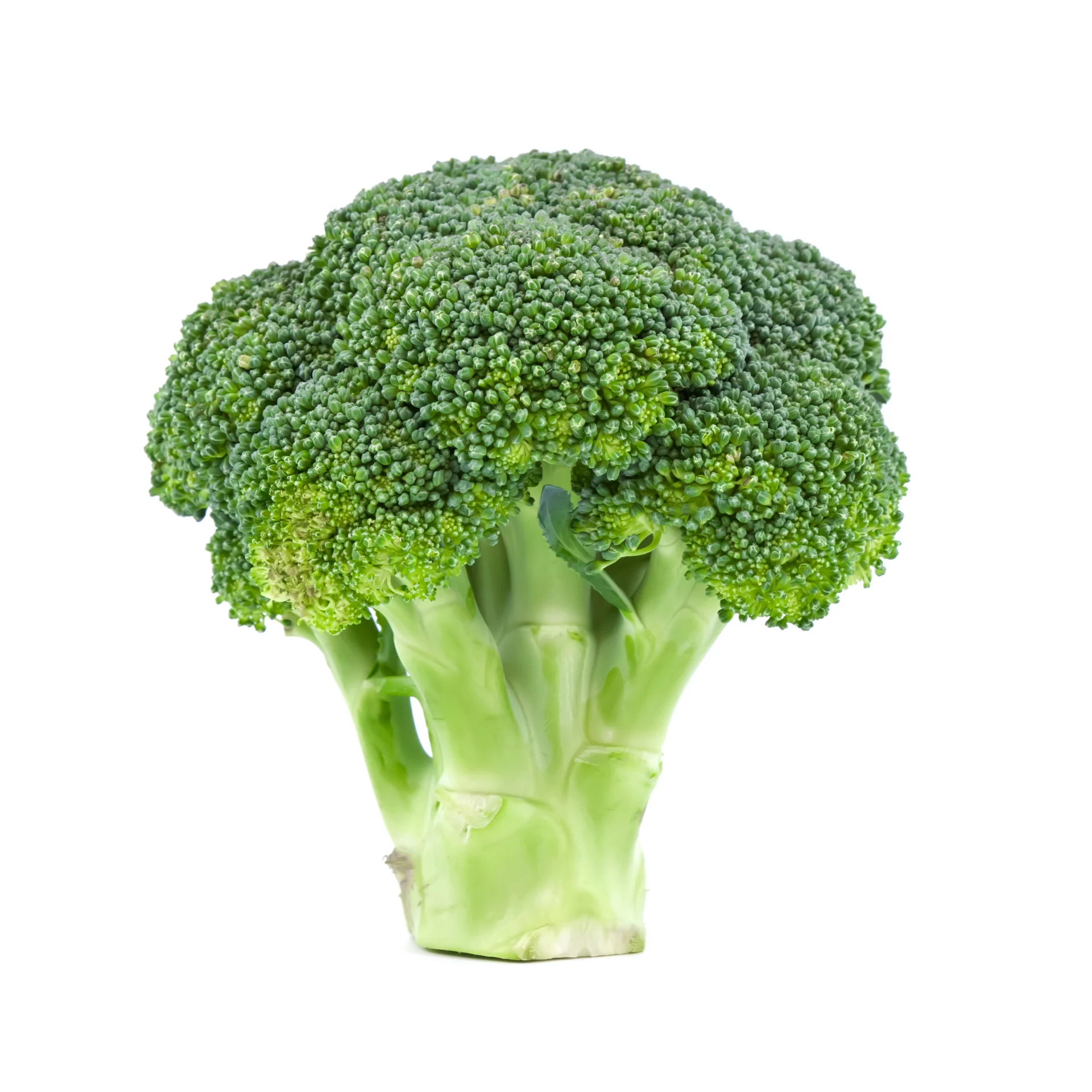 Broccoli - High quality