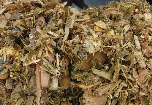 Animal feed corn silage Vietnam / maize silage Vietnam