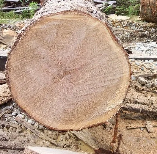  Eucalyptus timber wood logs Pine Oak