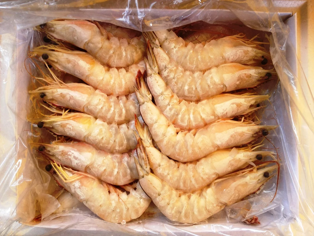 PINK LEG PRAWN21-25 (3).JPG